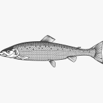 atlantic salmon adipose fin